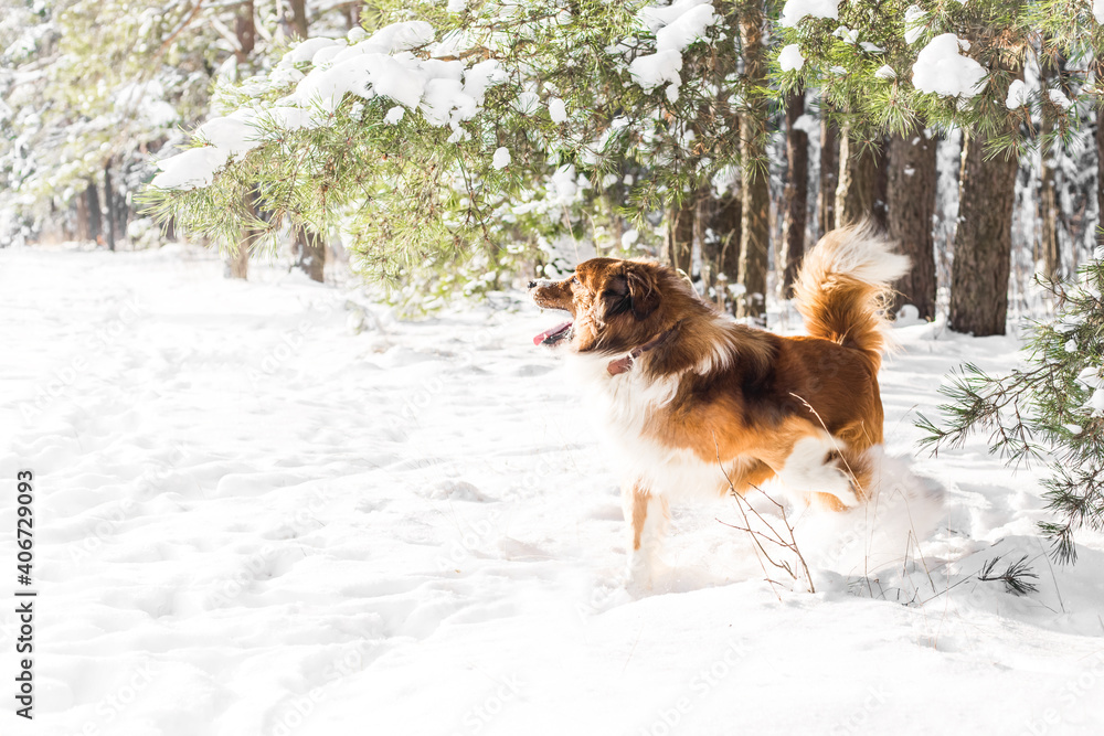 Naklejka premium dog plays with snow in the forest