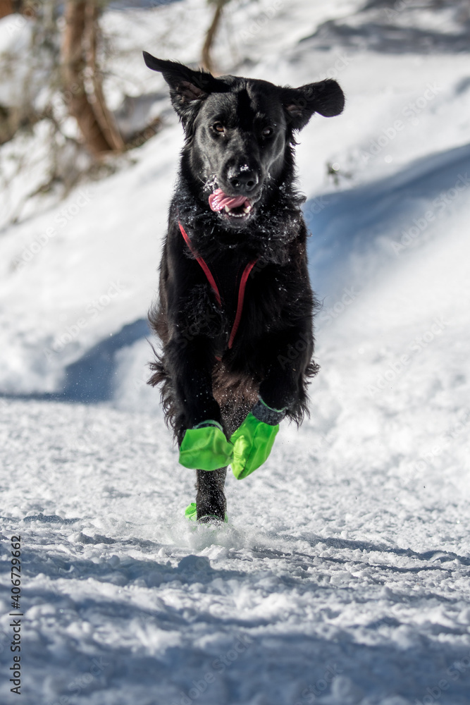 beautiful black flatcoated retriever running in snow beautiful black flatcoated retriever running in snow