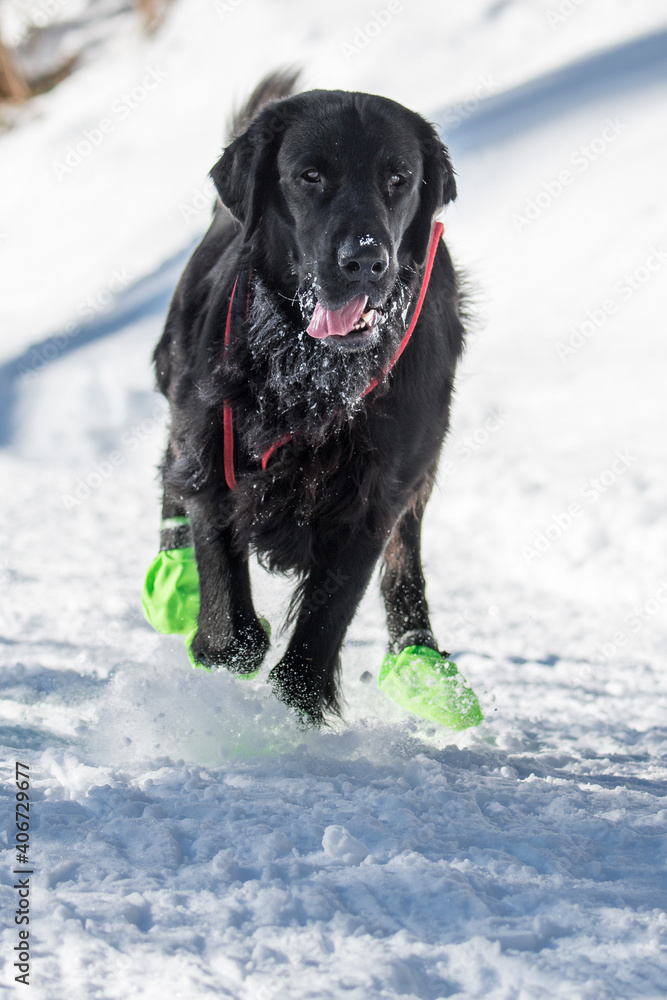 beautiful black flatcoated retriever running in snow beautiful black flatcoated retriever running in snow