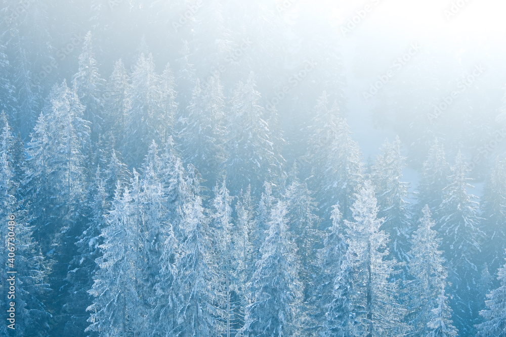 wonderful snow covered winter forest in the Bernese alps wonderful snow covered winter forest in the Bernese alps