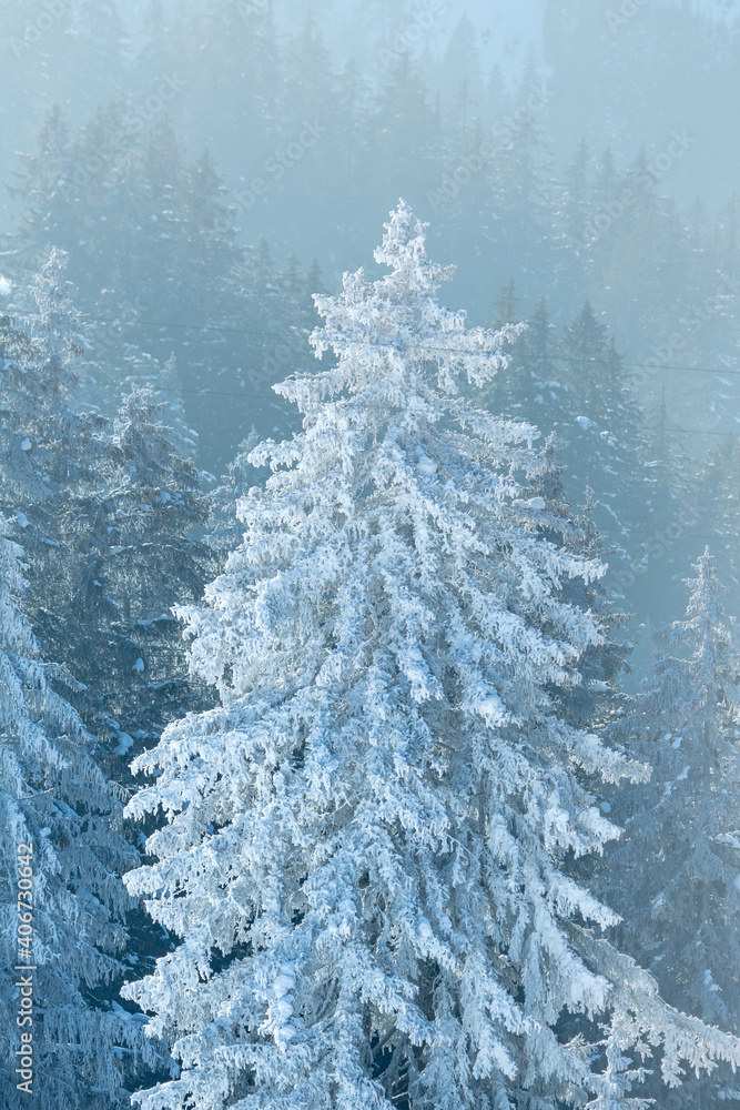 wonderful snow covered winter forest in the Bernese alps