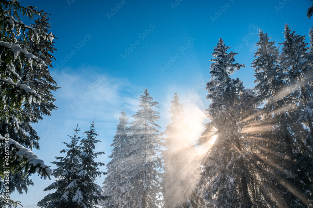sun shining through mist in winter forest