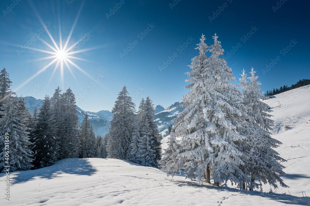 wonderful white, snow covered fir tree in winter in the Bernese alps with sun star