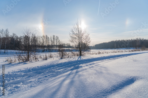 snow covered trees