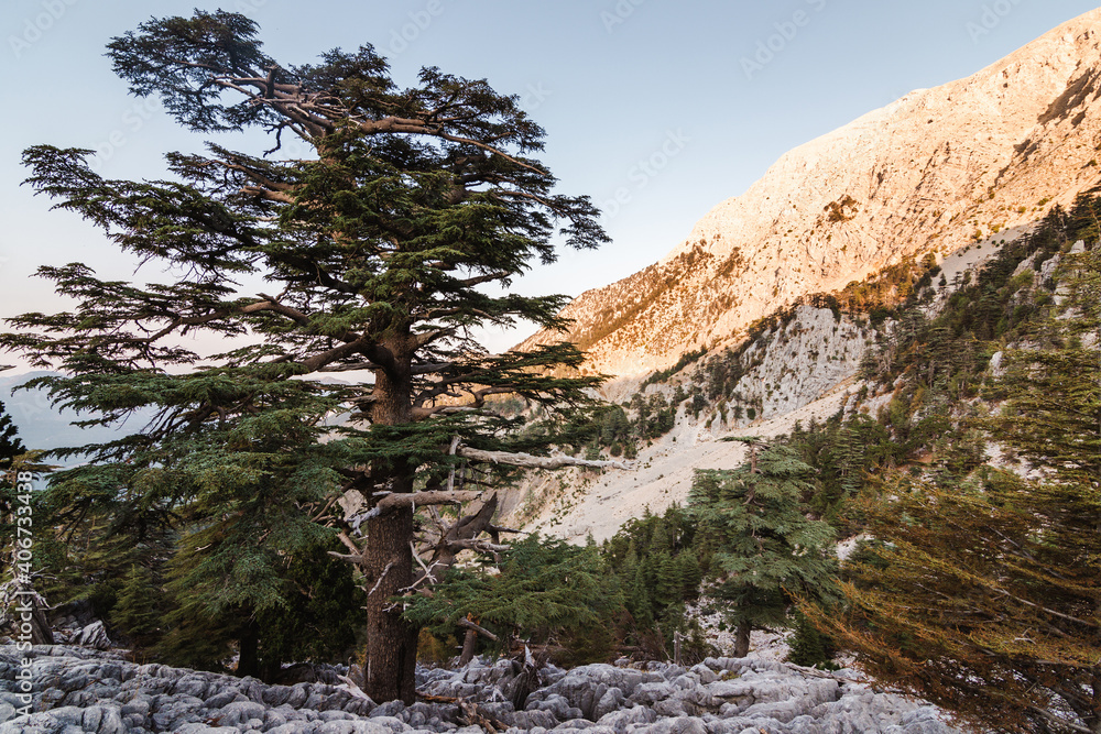 Mountain range in the Taurus mountains. Lebanese cedars on the mountain slopes at sunset. Panoramas of the Lycian trail in Turkey.