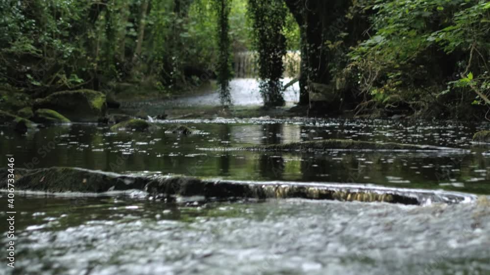 Overgrown river banks and old bridge over a stream. Reveal shot low to the ground over the water reveals trees. Overgrown river banks and old bridge over a stream. Reveal shot low to the ground over the water reveals trees.