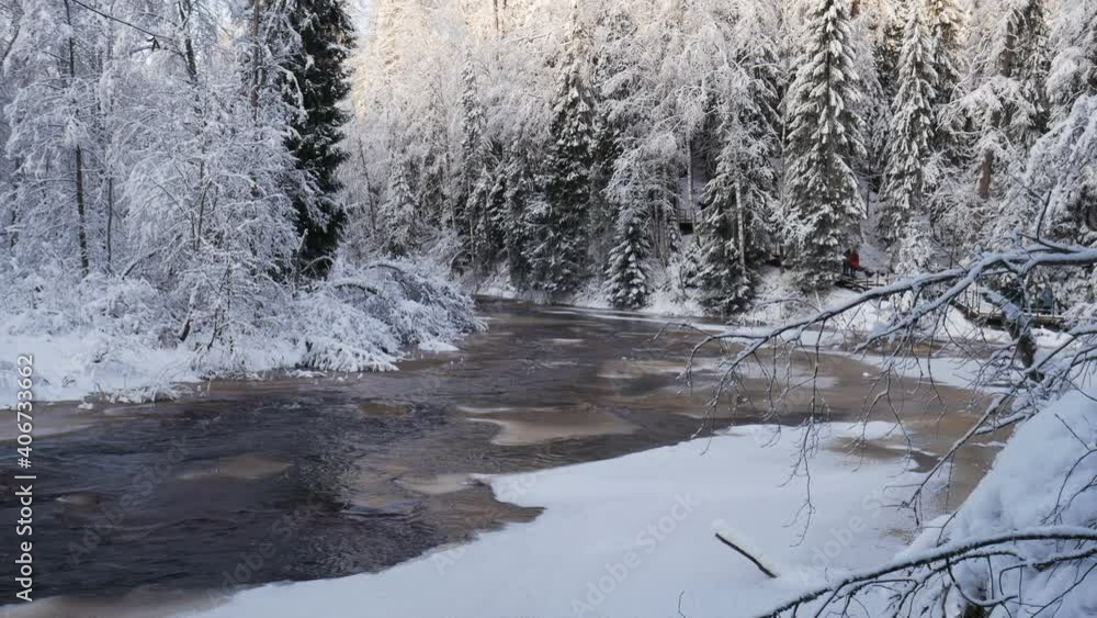 Natural winter landscape, frozen snowy forest and mountain river. Russia, Sosnovaya Polyana, Leningrad Oblast. Lindulovskaya larch grove in January Natural winter landscape, frozen snowy forest and mountain river. Russia, Sosnovaya Polyana, Leningrad Oblast. Lindulovskaya larch grove in January