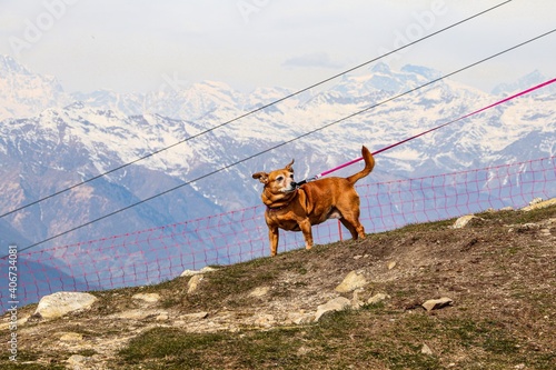 Freeze-frame of a ginger dog on a leash, which stands on a mountainside and looks interestedly to the side, in the distance the peaks of the Alps ridges are visible on a blurred background