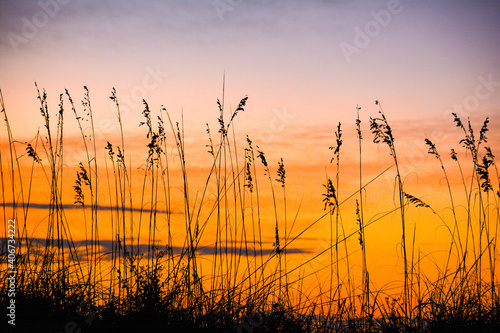 Sea oats silhouetted against sunrise sky Garden City Beach  South Carolina  coast