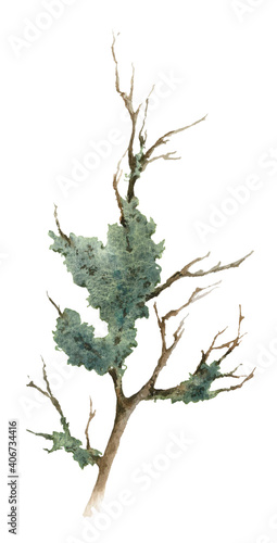 Mossy dry branch hand drawn in watercolor isolated on a white background. Watercolor illustration. Floral element. Moss-covered branch.