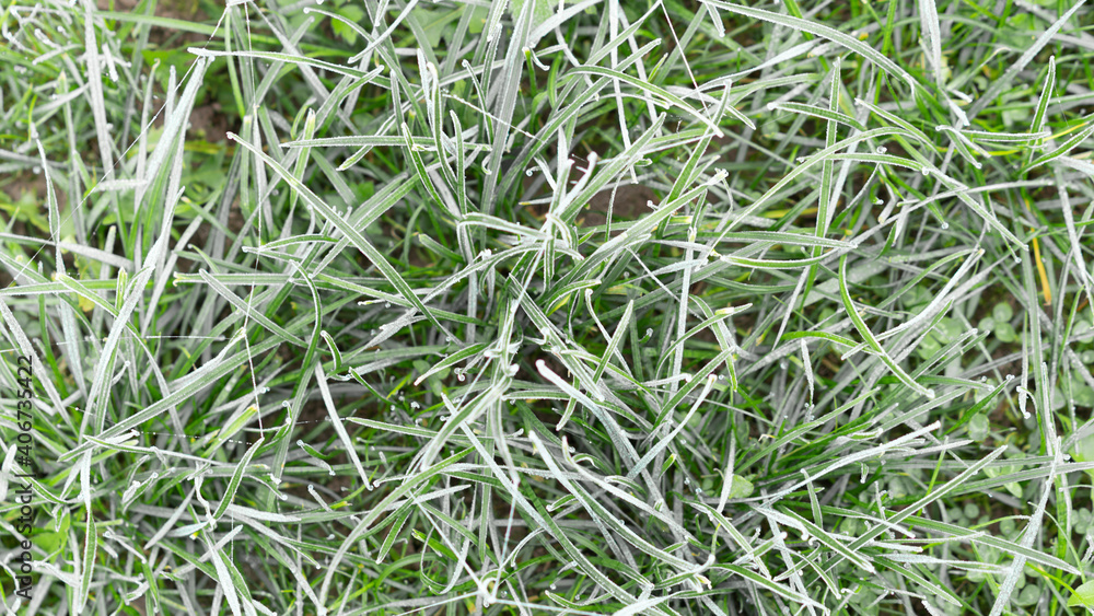 Frozen grass in autumn. Frosty winter garden. Cold weather background concept. Horizontal orientation. Frozen grass in autumn. Frosty winter garden. Cold weather background concept. Horizontal orientation.