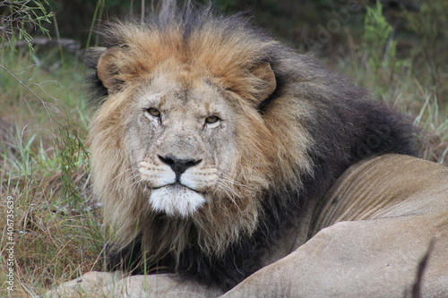 Lion resting after a kill 
