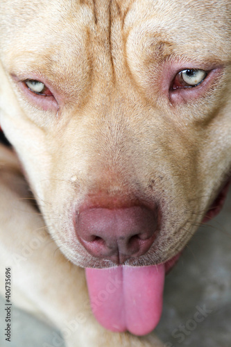 Wallpaper Mural A pitbull terrier lying on concrete floor. Torontodigital.ca