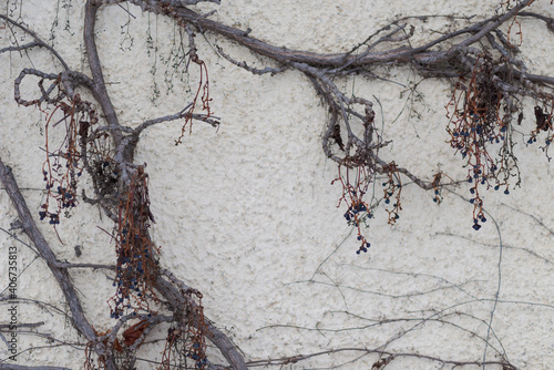 Shriveled wine grapes hanging on white house wall in winter as food for wild birds photo