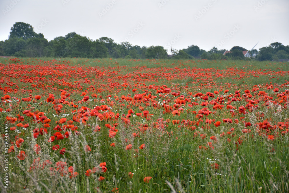 Blossom poppies in a corn field