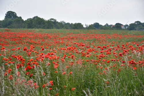 Blossom poppies in a corn field