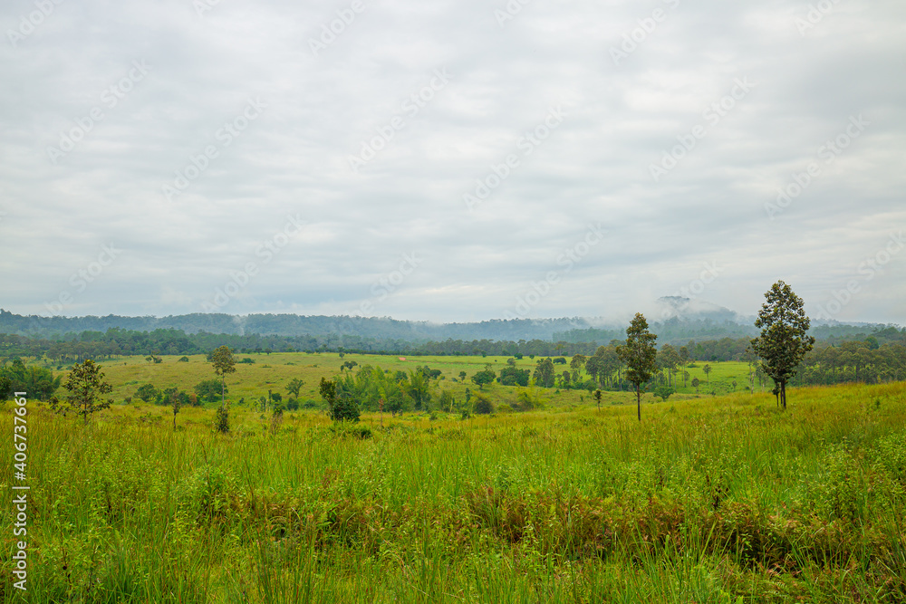 Fototapeta premium Mountain view with fog in rainy season in Thailand