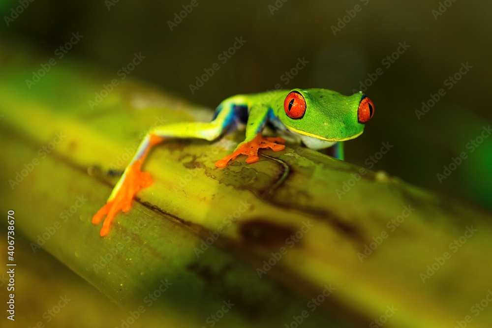 Fototapeta premium Red eyed tree frog (Agalychnis callidryas) on banana plant climbing upwards, Tortuguero national park, Costa Rica.
