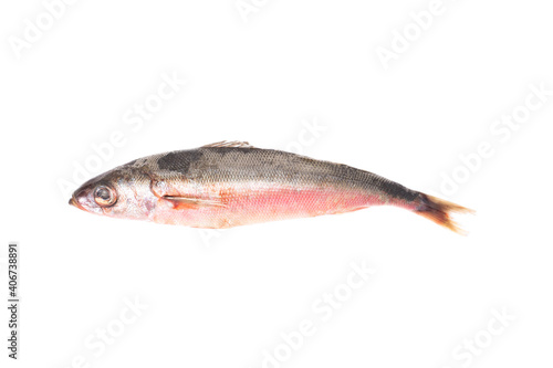 Red-eyed sea fish on white background, isolate. Fresh tasty fish for cooking, studio shot