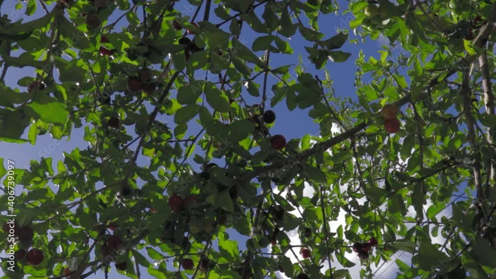 Pé de acerola Pé de acerola