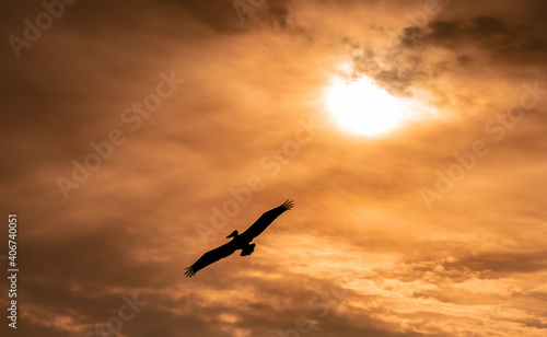 Pelican at Sunrise in Florida 