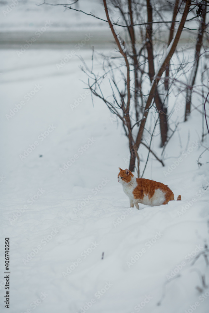 Cat in the winter in the snow.