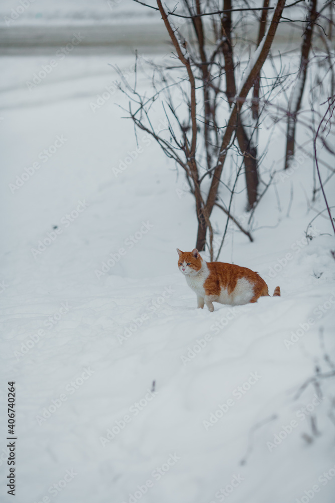 Cat in the winter in the snow.
