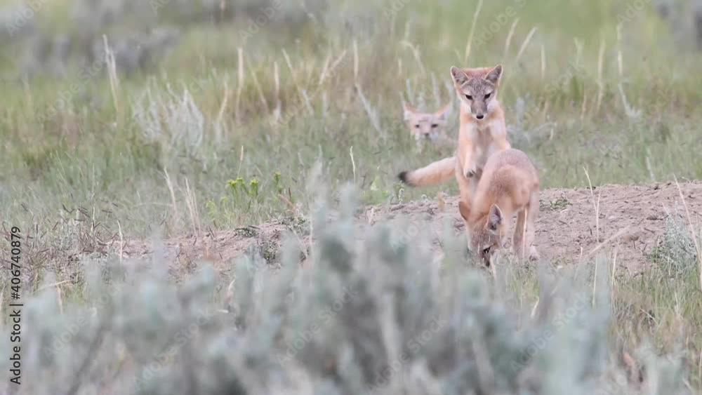 Swift fox kits in the Canadian wilderness Swift fox kits in the Canadian wilderness