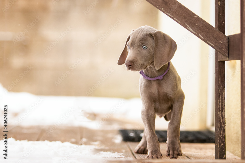 Fototapeta premium Weimaraner Welpen entdecken die Welt im Schnee