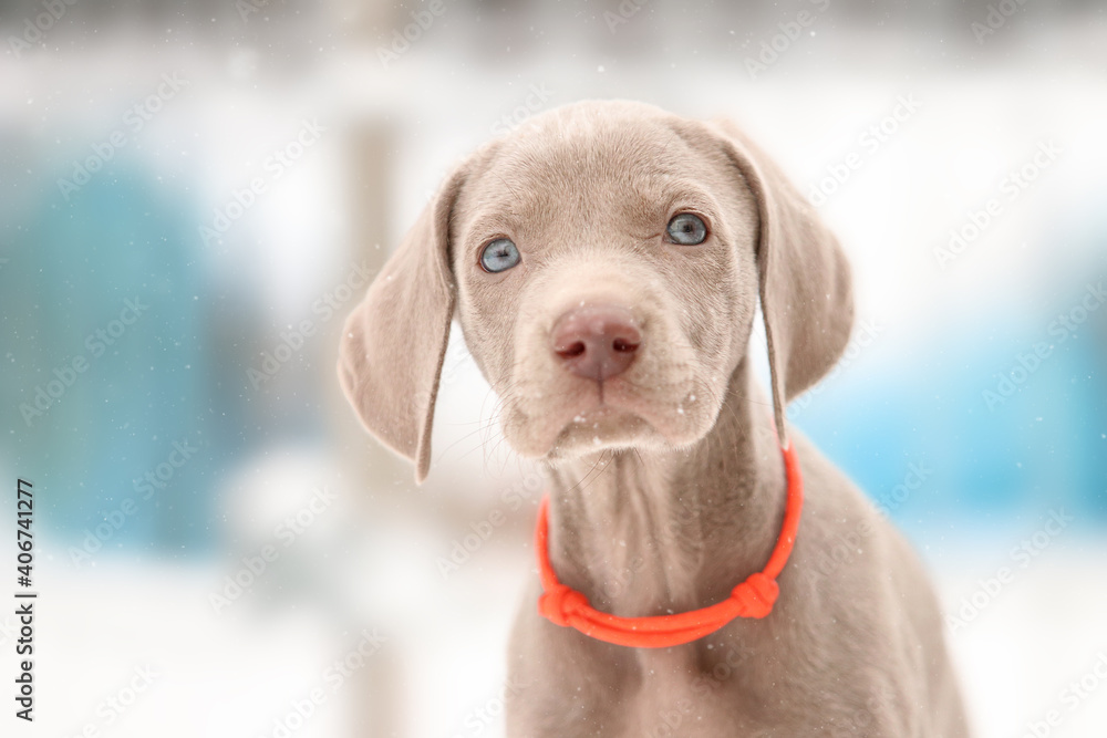Fototapeta premium Weimaraner Welpen entdecken die Welt im Schnee
