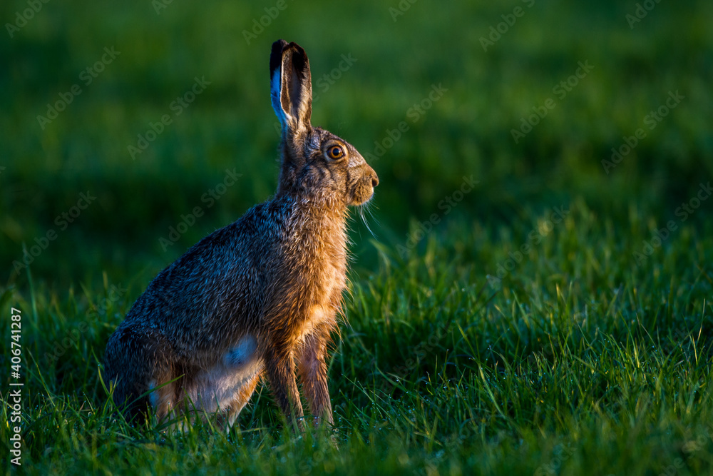 Fototapeta premium Feldhase (Lepus europaeus)