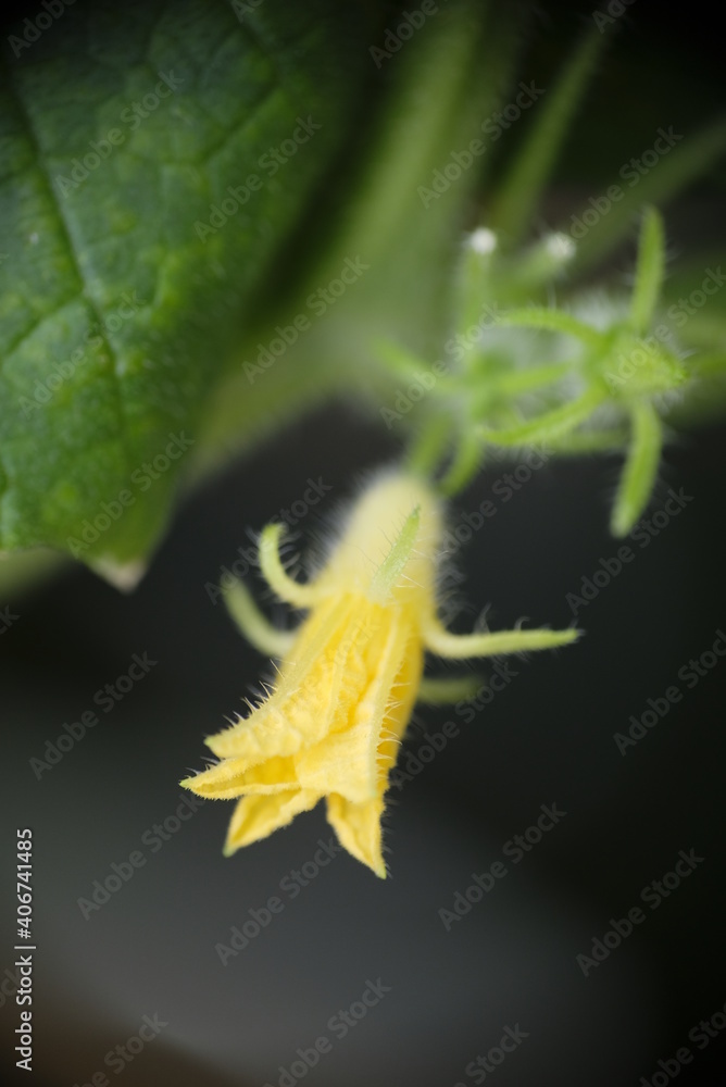 Male flowers of cucumber in the garden. Male flowers of cucumber in the garden.