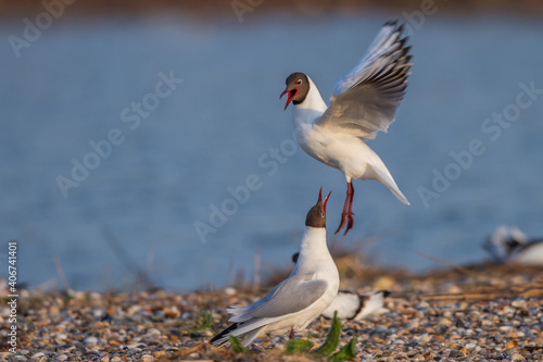 Lachmöwen (Larus ridibundus) Paarungsritual photo