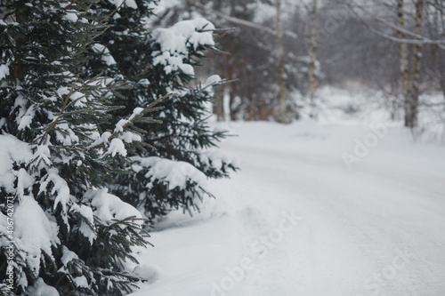 Snow on the branches of coniferous trees.