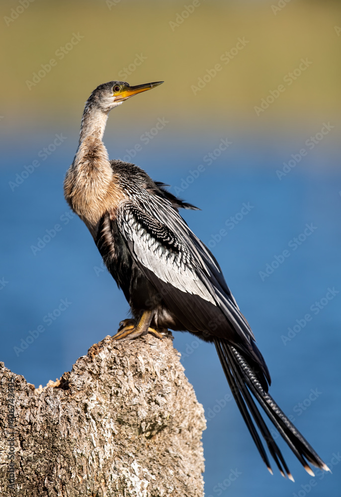Fototapeta premium An Anhinga in Florida 
