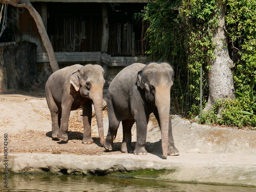 Photography Two elephants walk toward water