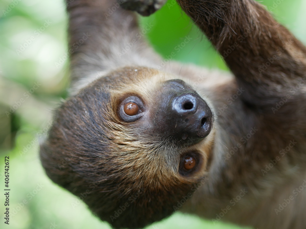 Portrait of a sloth in a tropical forest hanging upside down Portrait of a sloth in a tropical forest hanging upside down