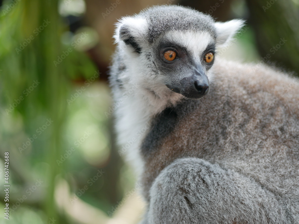Fototapeta premium Ring tailed lemur in the wild looking behind its shoulder
