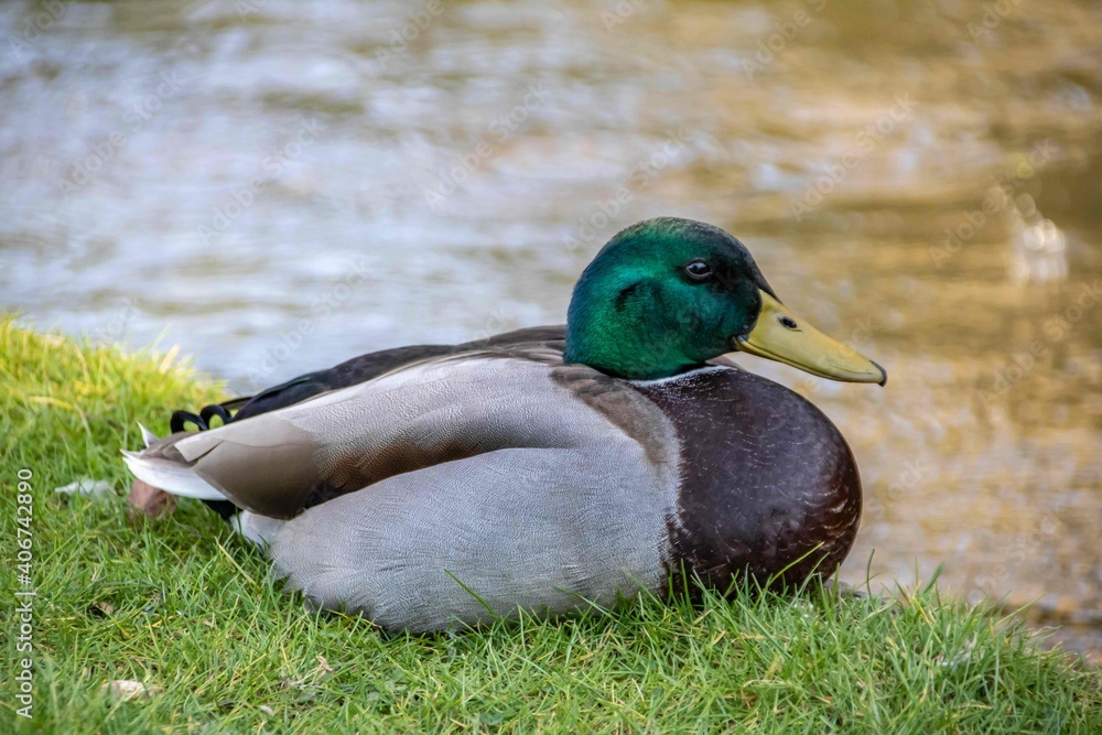 Obraz premium pretty duck sitting by the river bank