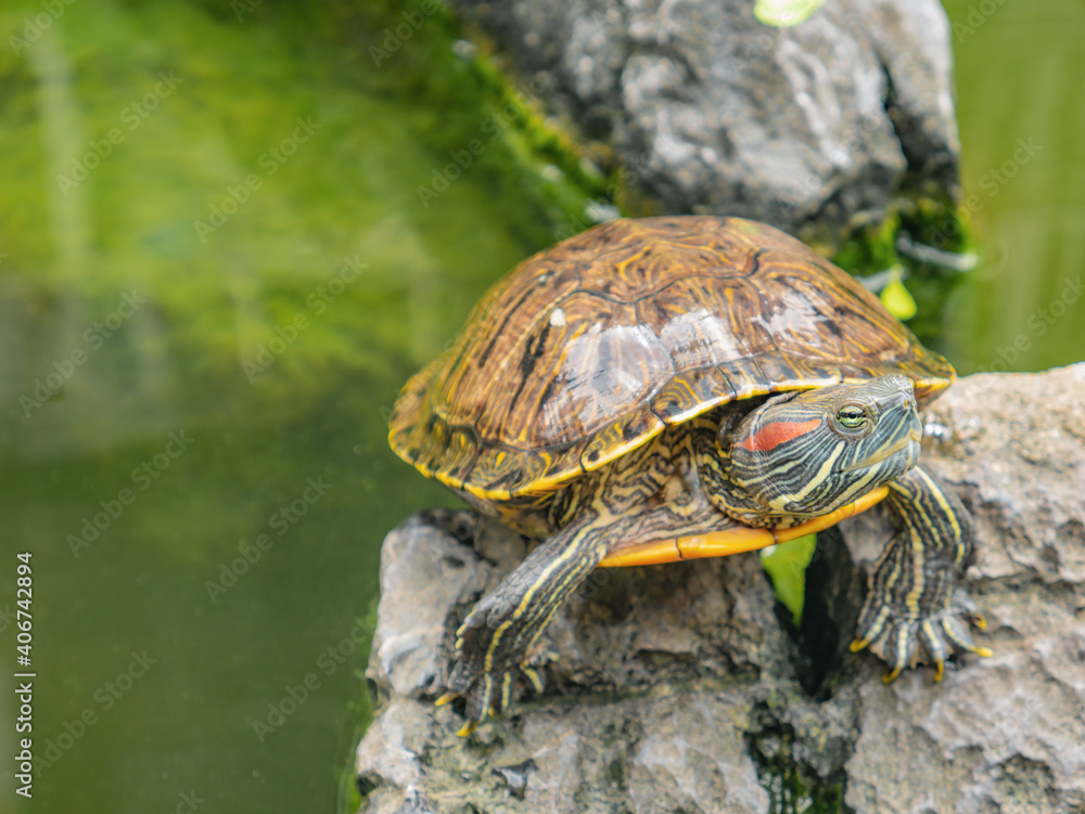 Turtle in the water pond with refraction of the tree and building on the water on the hualin street guangzhou china Turtle in the water pond with refraction of the tree and building on the water on the hualin street guangzhou china