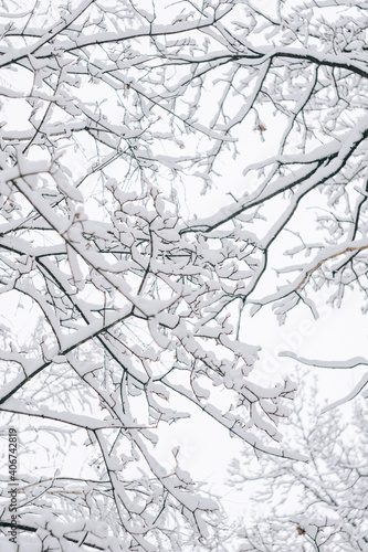 Abstract landscape of black branches covered with fresh snow