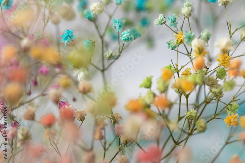 Fototapeta Naklejka Na Ścianę i Meble -  multi-colored flowers of gypsophila close-up macro