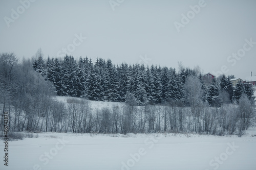 Winter forest near the field.