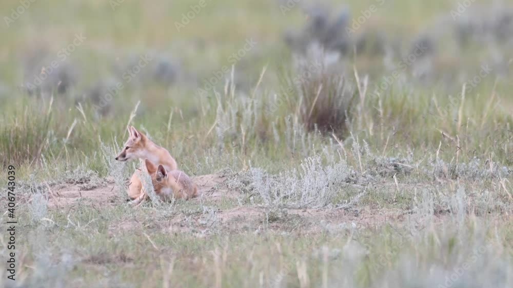 Swift fox kits in the Canadian wilderness Swift fox kits in the Canadian wilderness