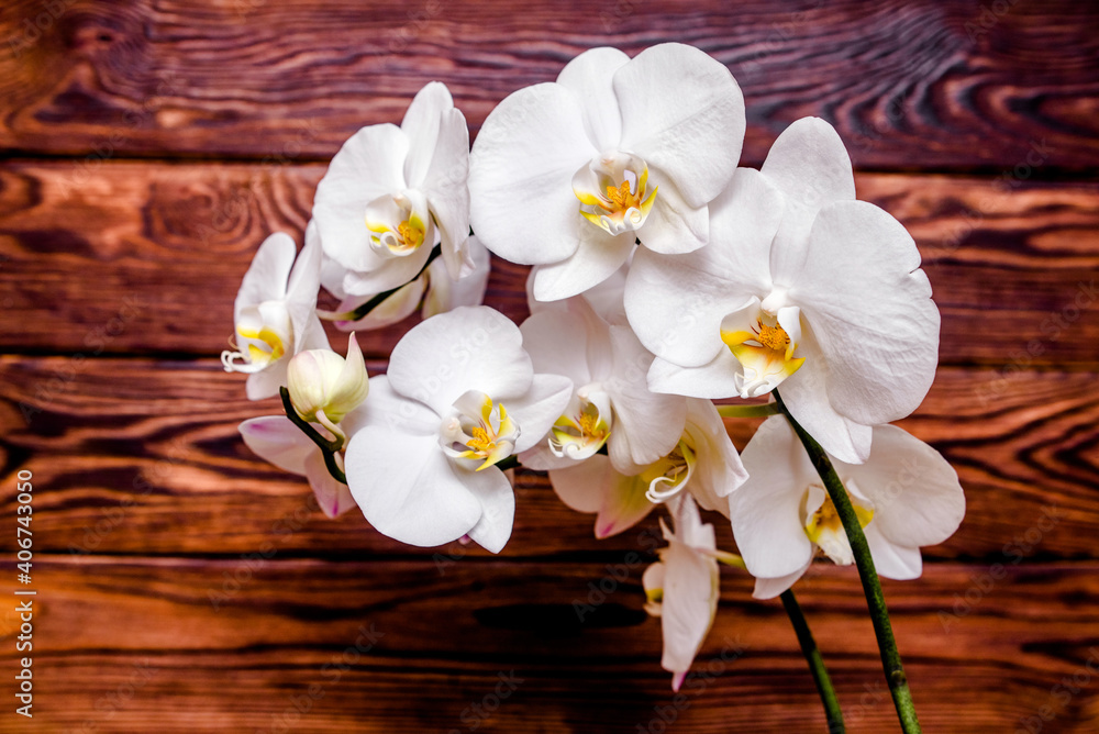 A branch of white orchids on a brown wooden background
A branch of white orchids on a brown wooden background