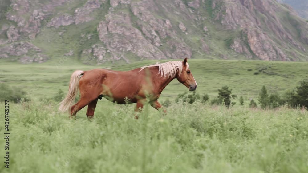 Red-haired horse walks on a green field against the background of mountains in Altai Red-haired horse walks on a green field against the background of mountains in Altai
