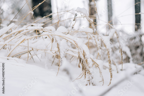 Dry grass covered with fresh snow close up © ShevarevAlex