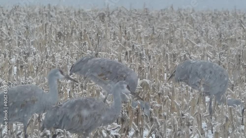 Sandhill Cranes feeding in the snow