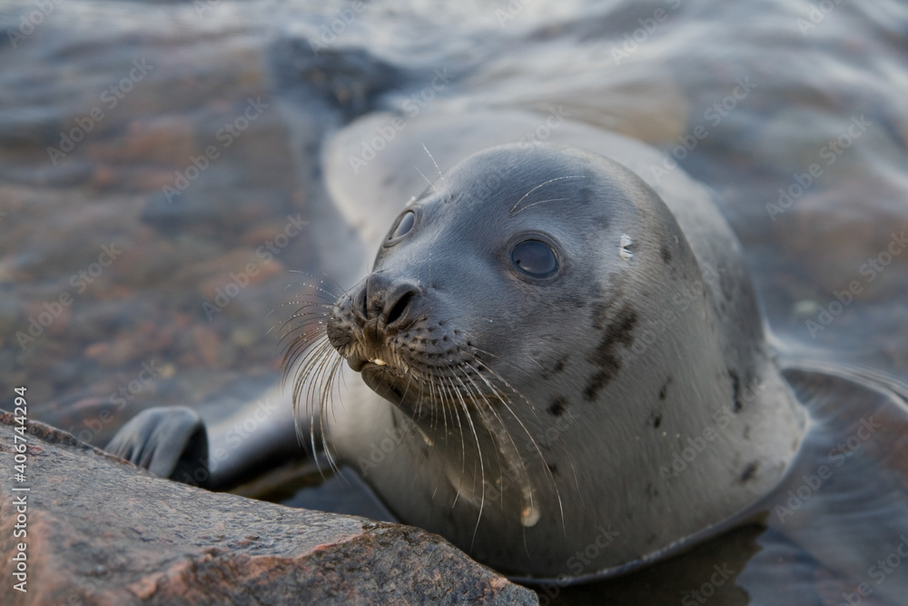 Obraz premium Greenland seal in its natural habitat