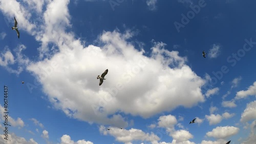 birds flying in sky sky bird flying blue clouds seagull cloud flight freedom nature birds gull air airplane animal wings sea white eagle wing sun soar travel plane